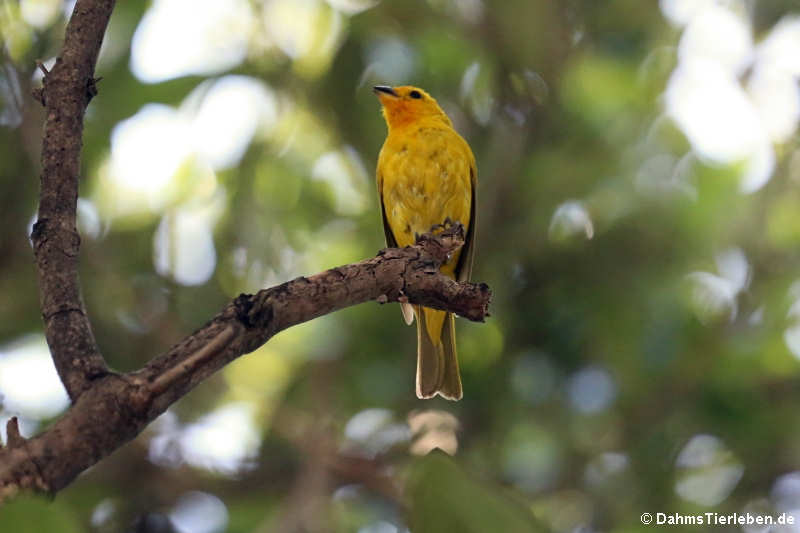 Sicalis flaveola flaveola