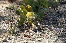 Safranammer (Sicalis flaveola flaveola) auf der Karibikinsel Curaçao