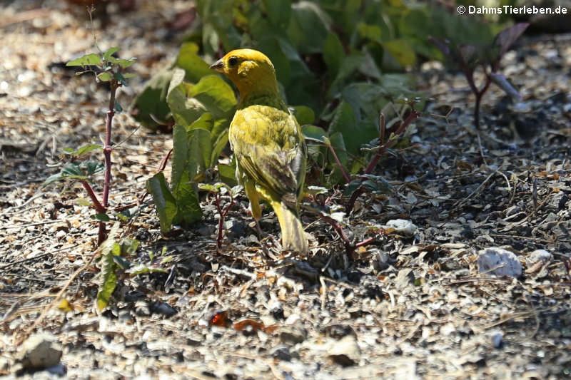 Sicalis flaveola flaveola