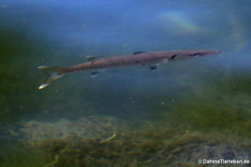Atlantischer Barrakuda Sphyraena barracuda-1
