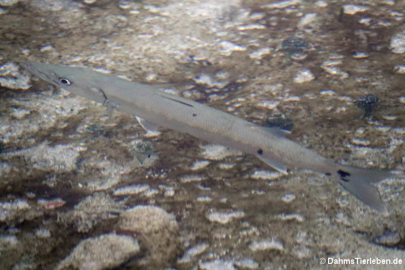 Sphyraena barracuda-2