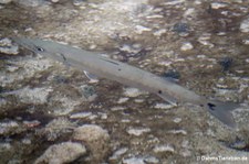 Großer Barrakuda (Sphyraena barracuda) vor der Karibikinsel Curaçao