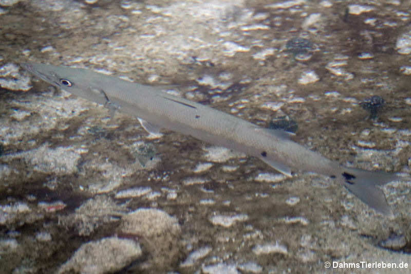 Sphyraena barracuda