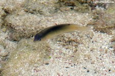 Schöner-Gregory-Barsch (Stegastes leucostictus) vor der Karibikinsel Curaçao