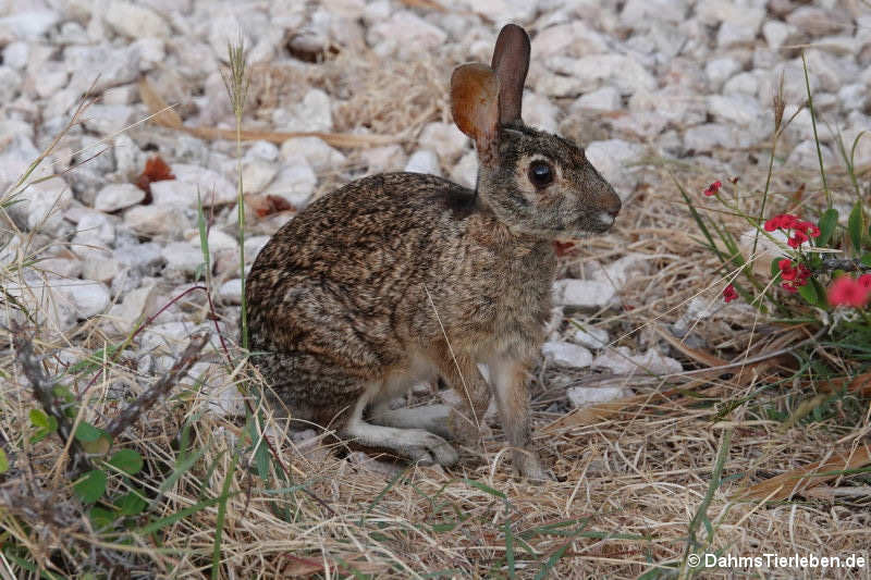 Sylvilagus floridanus nigronuchalis