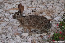 Florida-Waldkaninchen (Sylvilagus floridanus nigronuchalis) auf der Karibikinsel Curaçao