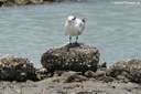 Thalasseus maximus
