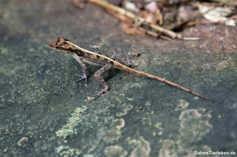 Anolis cristatellus cristatellus