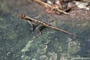 Anolis cristatellus cristatellus