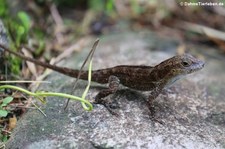 Kammanolis (Anolis cristatellus cristatellus) auf Dominica