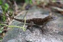 Anolis cristatellus cristatellus