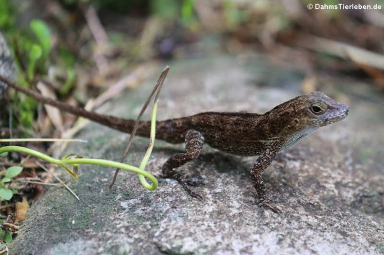 Anolis cristatellus