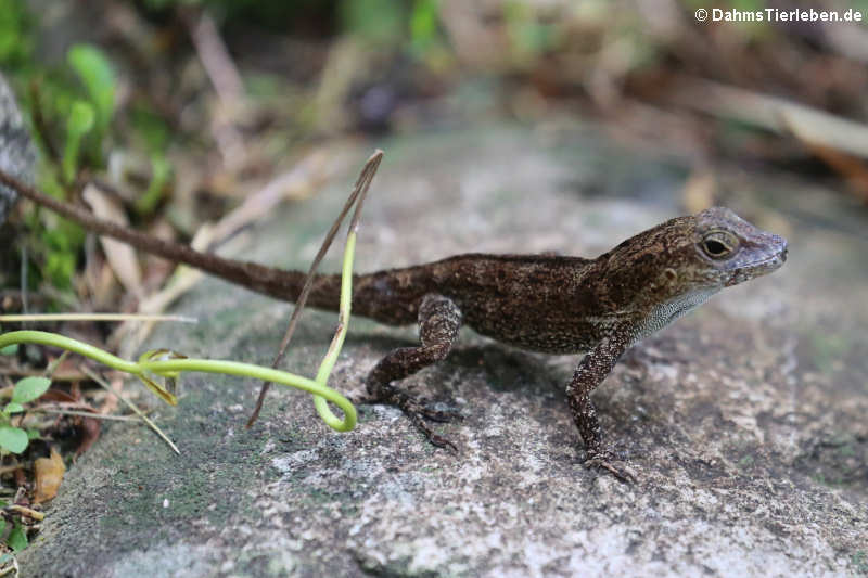 Anolis cristatellus cristatellus