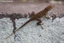 Anolis cristatellus cristatellus