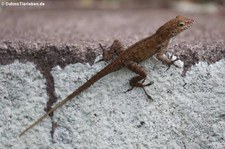 Kammanolis (Anolis cristatellus cristatellus) auf Dominica