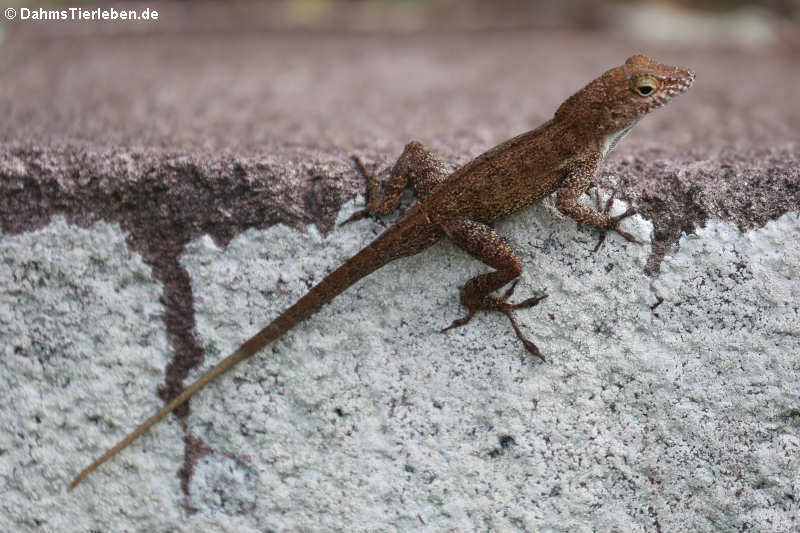 Anolis cristatellus cristatellus