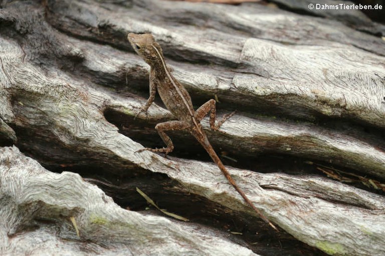 Anolis cristatellus cristatellus