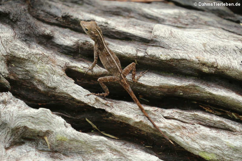 Kammanolis Anolis cristatellus-4