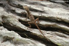 Kammanolis (Anolis cristatellus cristatellus) auf Dominica