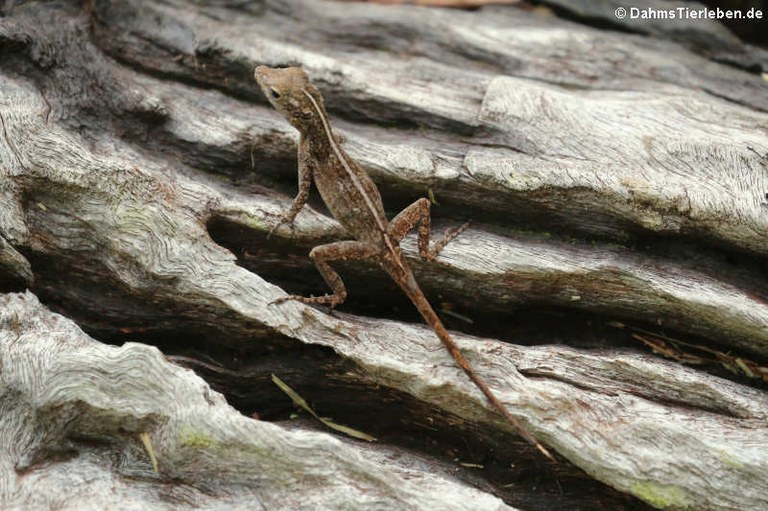 Anolis cristatellus