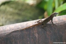 Kammanolis (Anolis cristatellus cristatellus) auf Dominica