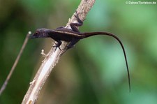 Kammanolis (Anolis cristatellus cristatellus) auf Dominica