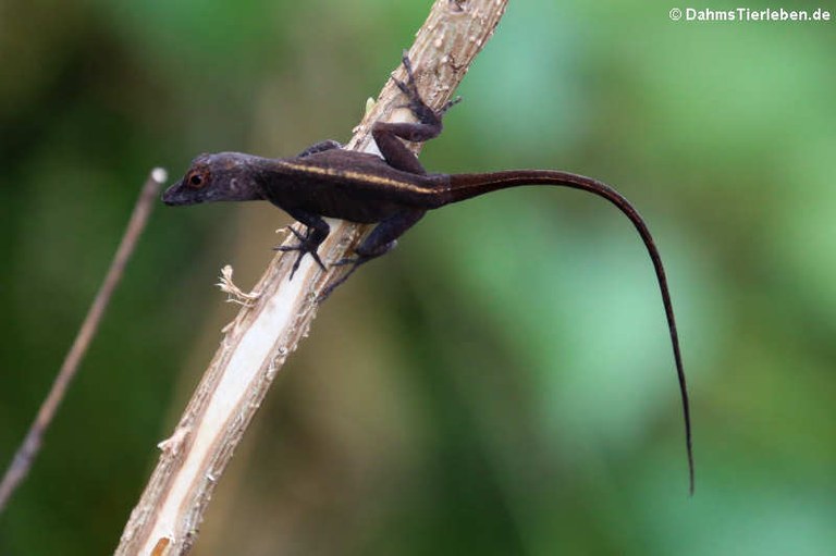 Anolis cristatellus cristatellus