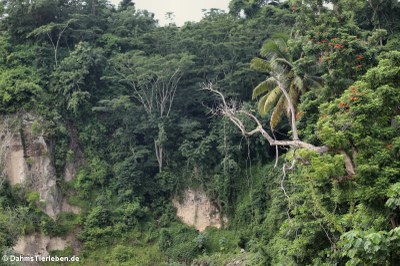 Dominica, the Nature Island