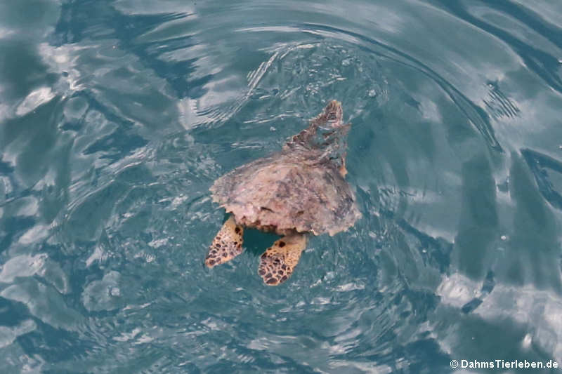 Grüne Meeresschildkröte (Chelonia mydas) vor der Küste von Dominica