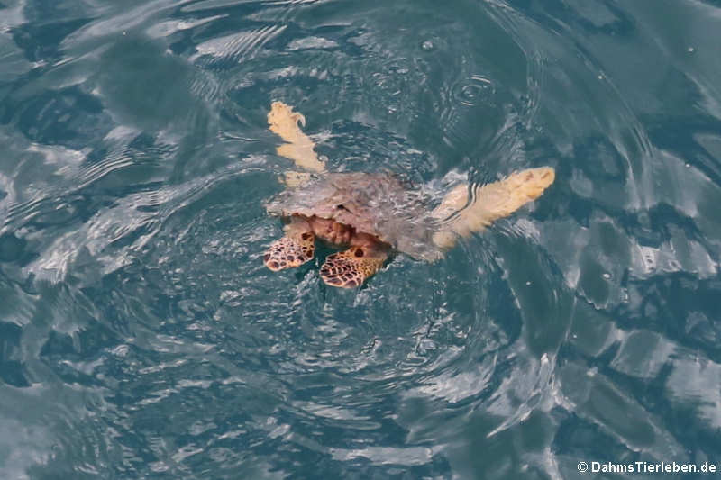 Grüne Meeresschildkröte (Chelonia mydas) vor der Küste von Dominica