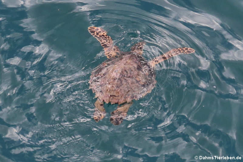 Grüne Meeresschildkröte (Chelonia mydas) vor der Küste von Dominica