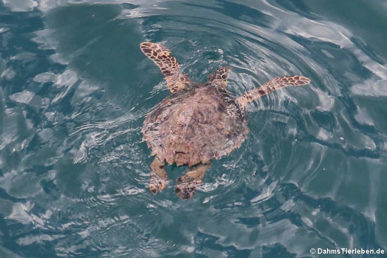 Chelonia mydas