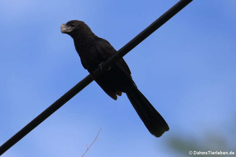 Glattschnabelani (Crotophaga ani)