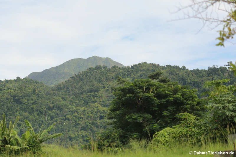 Dominica, the Nature Island