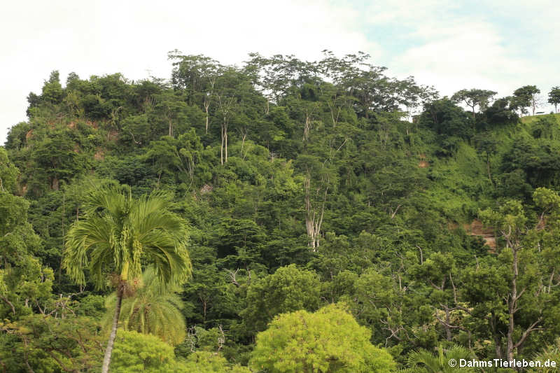 Dominica Botanical Gardens