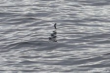 Fliegender Fisch vor der Küste von Dominica