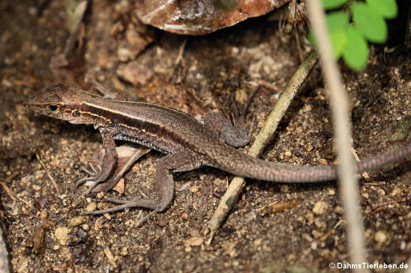 Dominikanische Ameive Pholidoscelis fuscatus-1