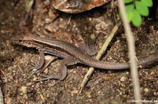 Dominican ground lizard (Pholidoscelis fuscatus) auf der Karibikinsel Dominica