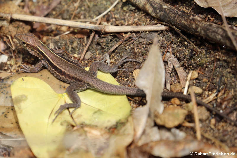Dominican ground lizard (Pholidoscelis fuscatus)