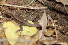 Dominican ground lizard (Pholidoscelis fuscatus) auf der Karibikinsel Dominica
