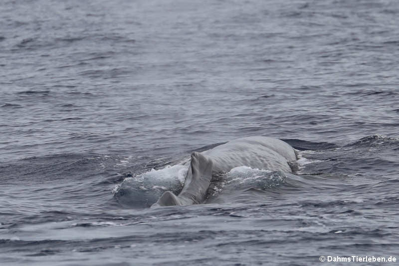 Pottwal (Physeter macrocephalus)