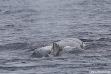 Pottwal (Physeter macrocephalus) vor Dominica