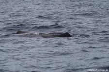 Pottwal (Physeter macrocephalus) vor Dominica