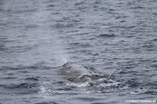 Pottwal (Physeter macrocephalus) vor Dominica