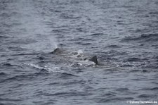 Pottwal (Physeter macrocephalus) vor Dominica