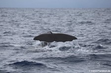 Pottwal (Physeter macrocephalus) vor Dominica