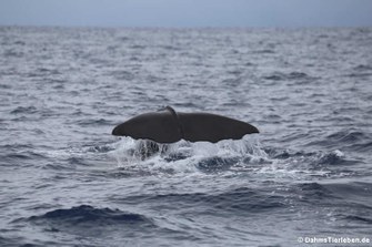 Physeter macrocephalus Physeter macrocephalus