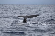 Pottwal (Physeter macrocephalus) vor Dominica