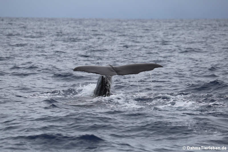 Pottwal (Physeter macrocephalus)