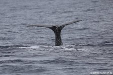 Pottwal (Physeter macrocephalus) vor Dominica